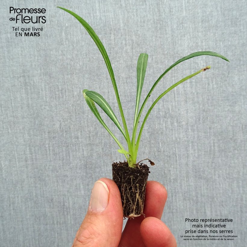 Exemplaar van Gazania New Day Pink Shades - Middaggoud Mini-mot Ø 3/4 cm zoals geleverd in de lente