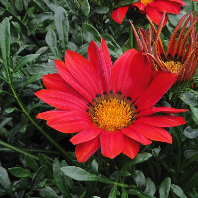 Gazania New Day Red Shades - Middaggoud (Bloei)