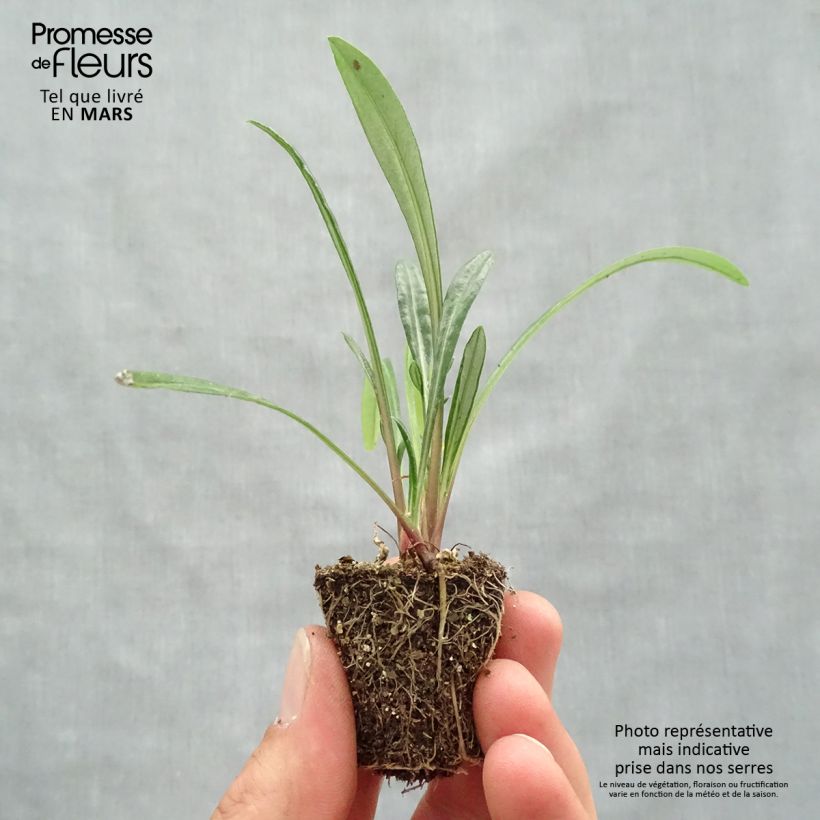 Exemplaar van Gazania New Day Red Shades - Middaggoud Mini-mot Ø 3/4 cm zoals geleverd in de lente