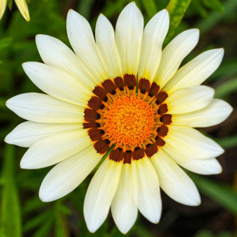 Gazania New Day Wit - Middaggoud (Bloei)