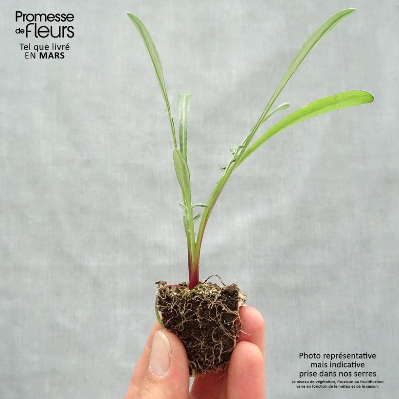 Exemplaar van Gazania Wonderwall mix - Middaggoud Kluitplant: kluit 3,8 cm x 3,2 cm in een tray voor 16 planten zoals geleverd in de lente