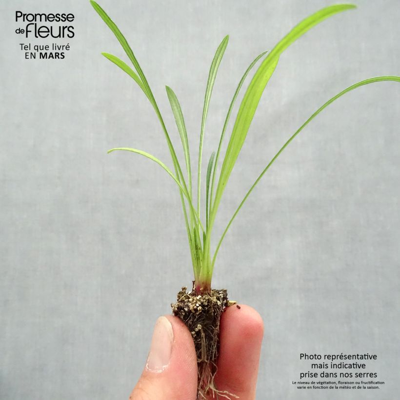 Exemplaar van Gazania Wonderwall mix - Middaggoud Minimotte: kluitje van 2,2 cm x 2 cm in kweekplaat per 35 stuks zoals geleverd in de lente