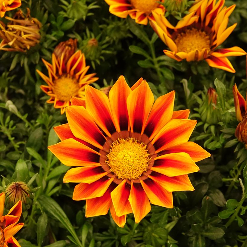 Gazania Zany F1 Orange Flame (zaad) - Middaggoud (Bloei)