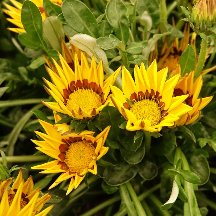 Gazania Zany F1 Geel (zaad) - Middaggoud (Bloei)