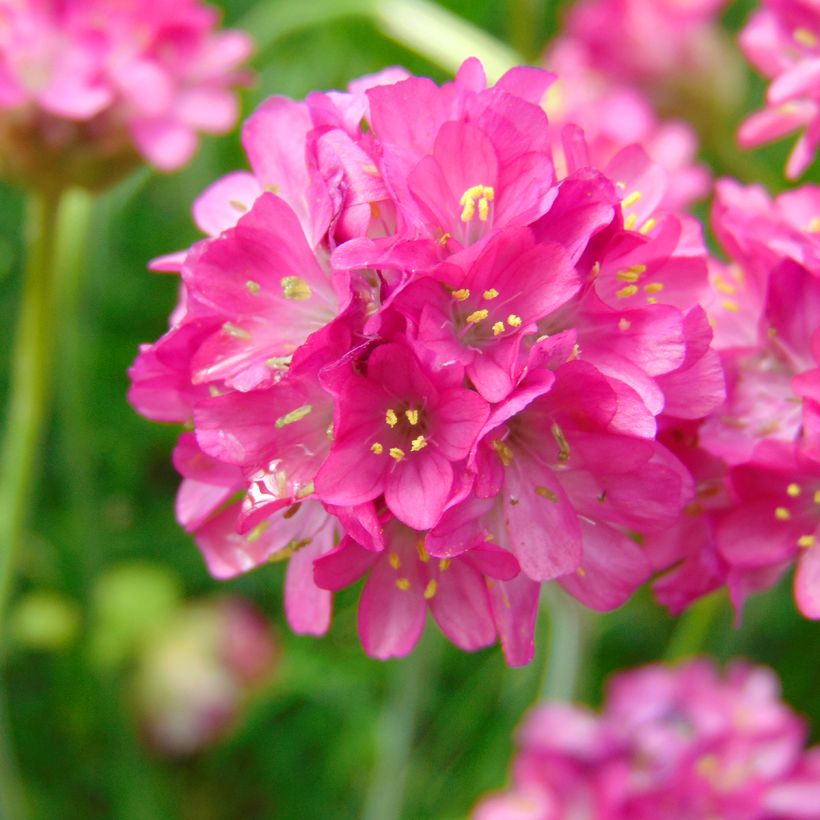 Armeria maritima Düsseldorfer Stolz - Engels gras (Flowering)