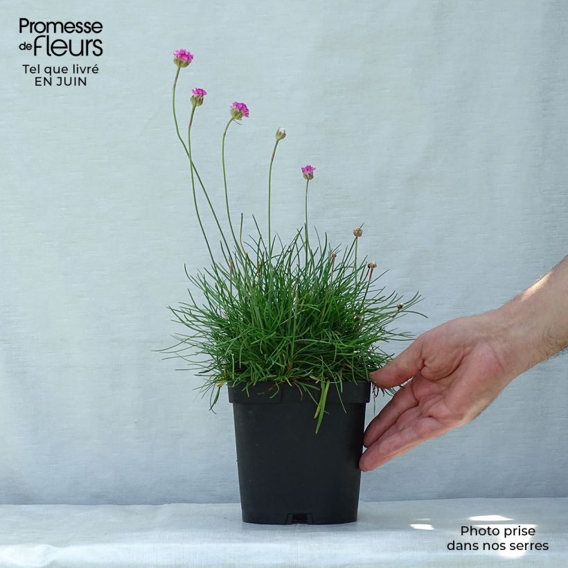 Exemplaar van Armeria maritima splendens - Strandkruid Pot van 2 l/3 l zoals geleverd in de zomer