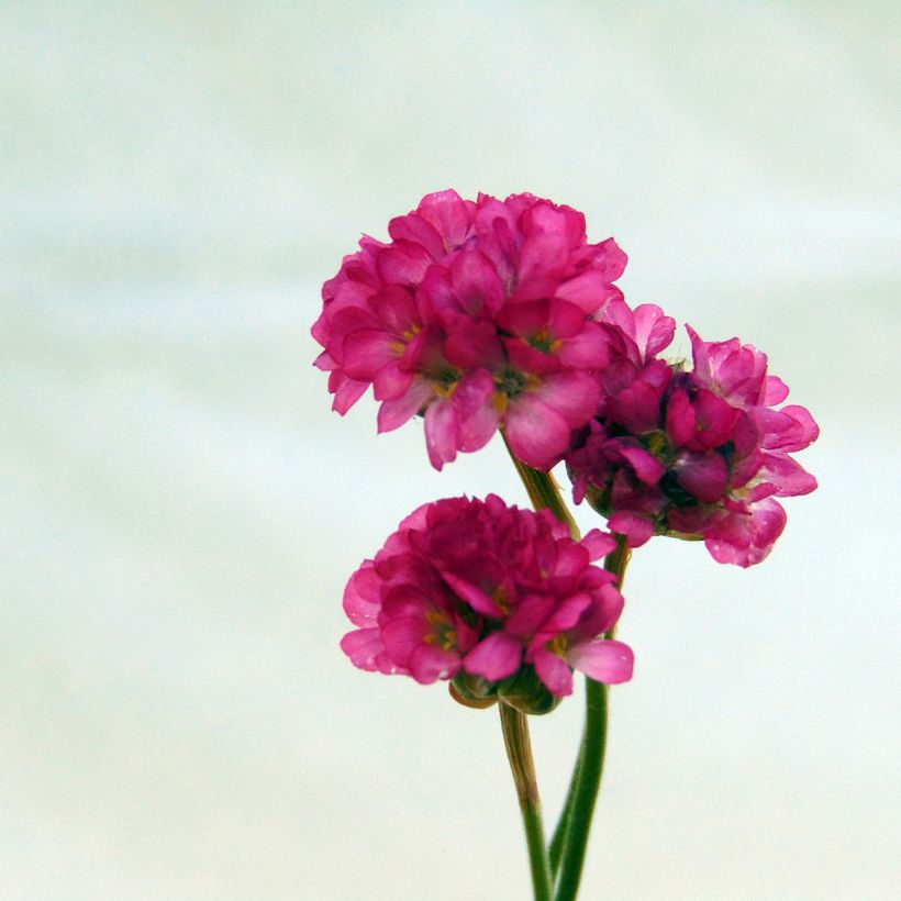 Armeria maritima Vesuvius - Engels gras (Bloei)