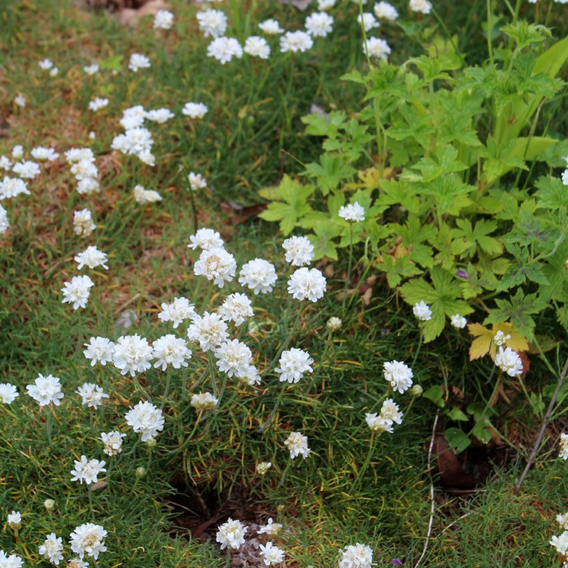 Armeria maritima Alba - Engels gras (Groeiplaats)