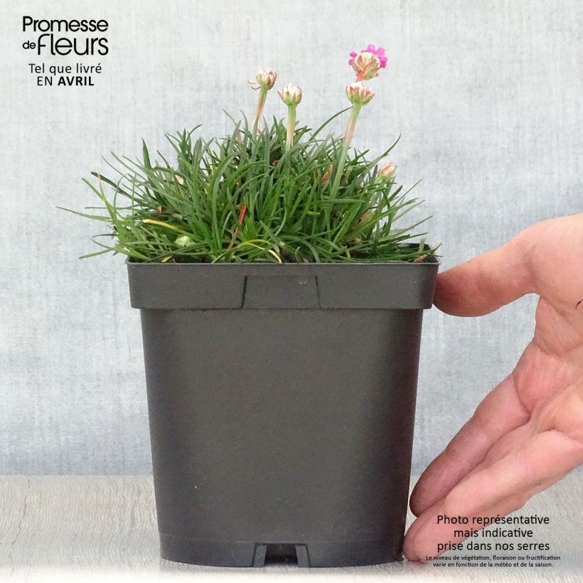 Example of Armeria maritima Düsseldorfer Stolz - Engels gras Pot van 2 l/3 l as you get in printemps