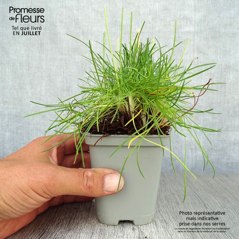 Exemplaar van Armeria maritima splendens - Strandkruid Kweekpotje van 8/9 cm zoals geleverd in de zomer
