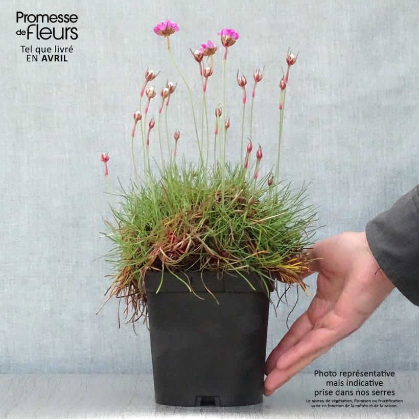 Exemplaar van Armeria maritima splendens - Strandkruid Pot van 2 l/3 l zoals geleverd in de lente
