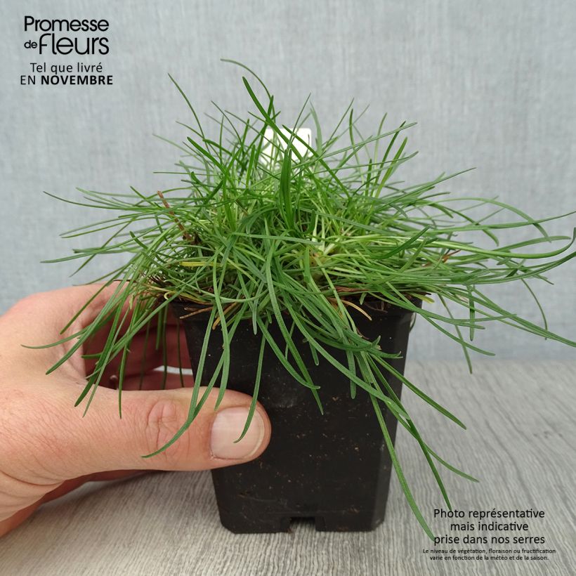 Exemplaar van Armeria maritima Rosea - Engels gras Kweekpotje van 8/9 cm zoals geleverd in de herfst