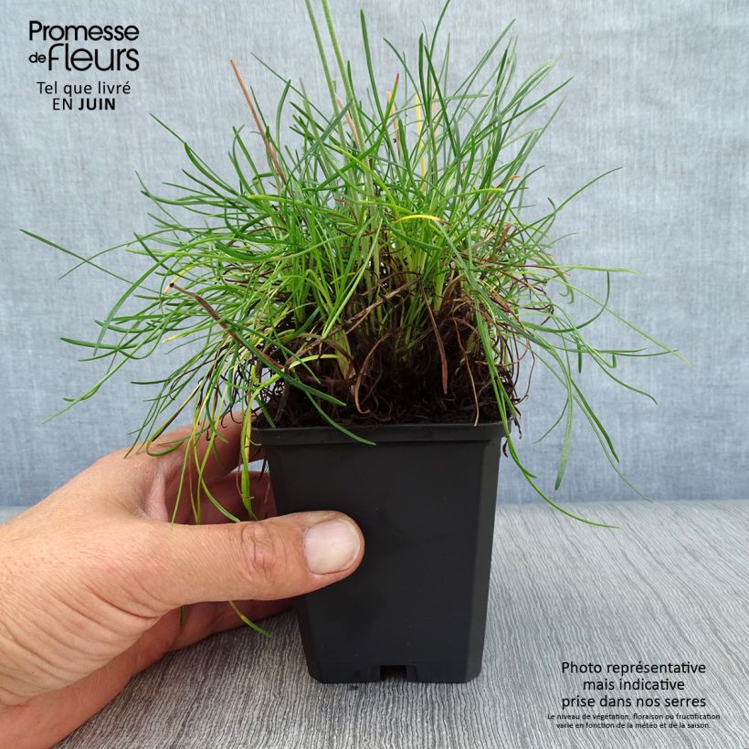 Exemplaar van Armeria maritima Rosea - Engels gras Kweekpotje van 8/9 cm zoals geleverd in de zomer