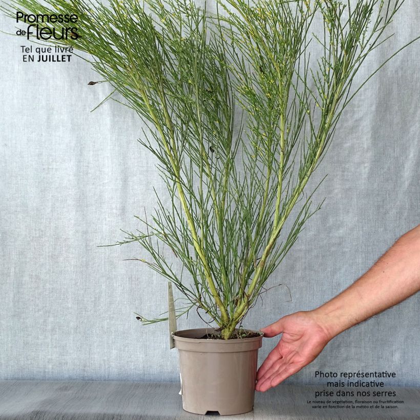 Exemplaar van Cytisus scoparius Golden Sunlight - Brem Pot van 2 l/3 l zoals geleverd in de zomer