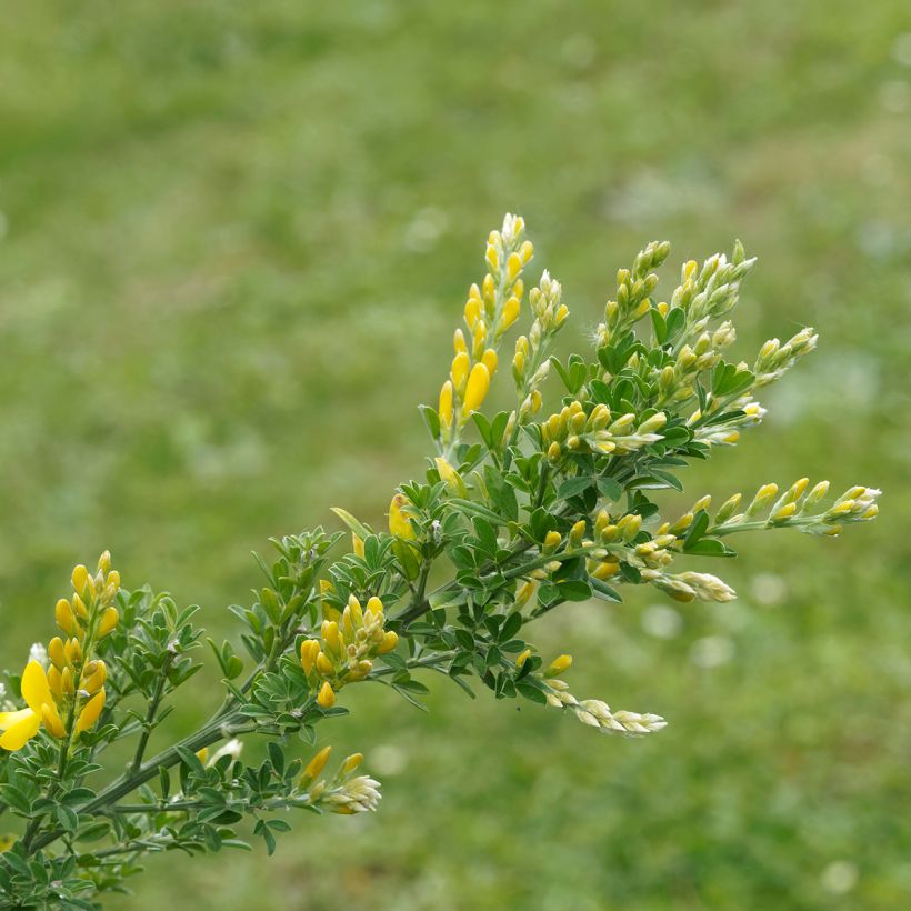 Cytisus scoparius Golden Sunlight - Brem (Blad)