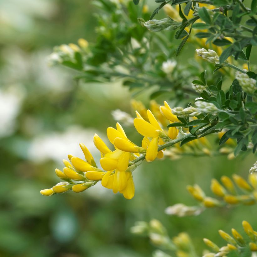 Cytisus scoparius Golden Sunlight - Brem (Bloei)