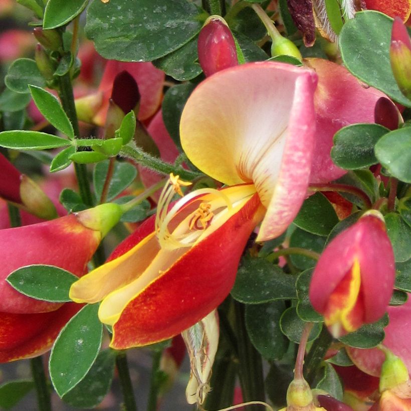 Cytisus Maria Burkwood - Brem (Bloei)