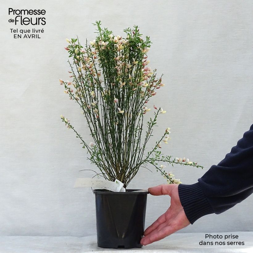 Example of Cytisus procumbens Zeelandia - Brem Pot van 1,5 l/2 l as you get in printemps