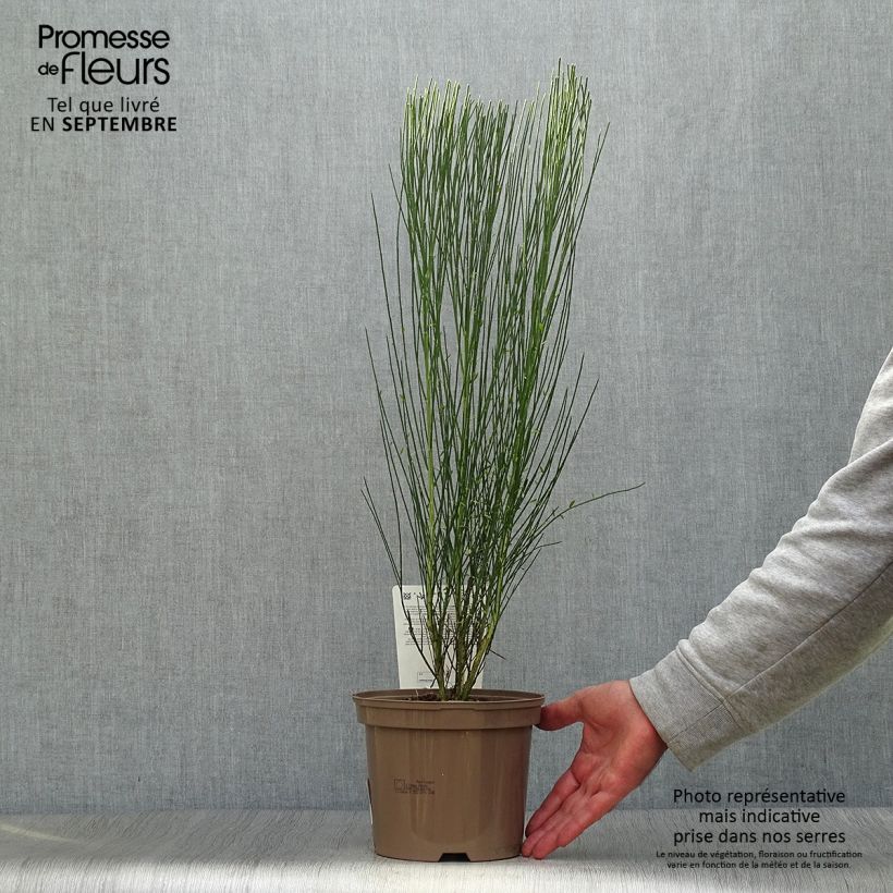 Exemplaar van Cytisus procumbens Zeelandia - Brem Pot van 1,5 l/2 l zoals geleverd in de herfst