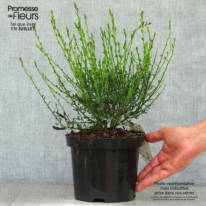 Exemplaar van Cytisus scoparius Palette - Brem Pot van 2 l/3 l zoals geleverd in de zomer