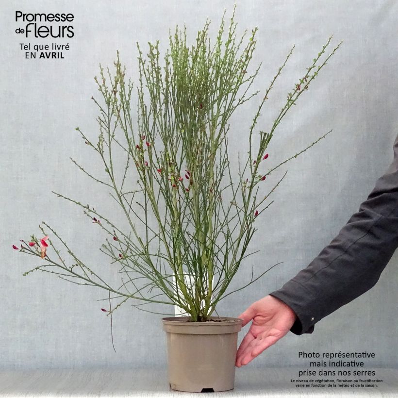 Example of Cytisus scoparius Palette - Brem Pot van 2 l/3 l as you get in printemps