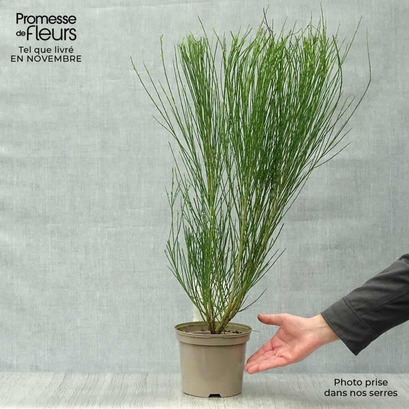 Exemplaar van Cytisus scoparius Boskoop Ruby - Brem Pot van 3 l/4 l zoals geleverd in de herfst