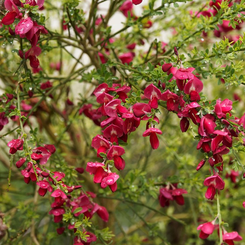 Cytisus scoparius Boskoop Ruby - Brem (Bloei)