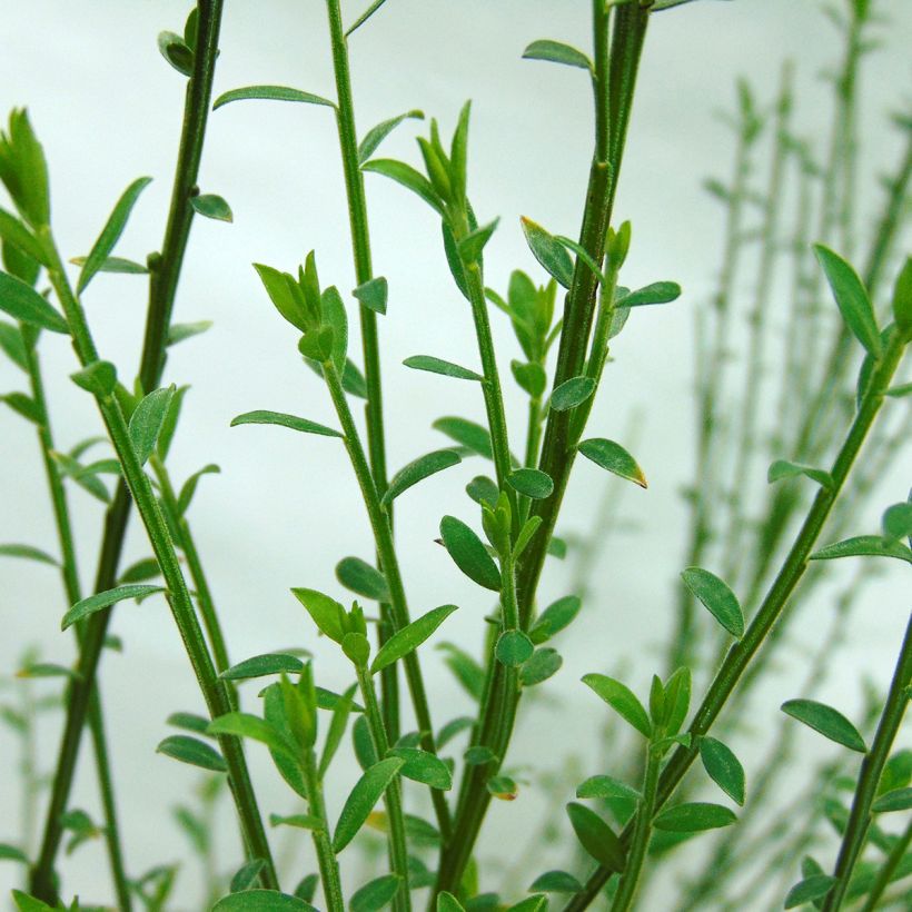 Cytisus scoparius Andreanus - Brem (Blad)
