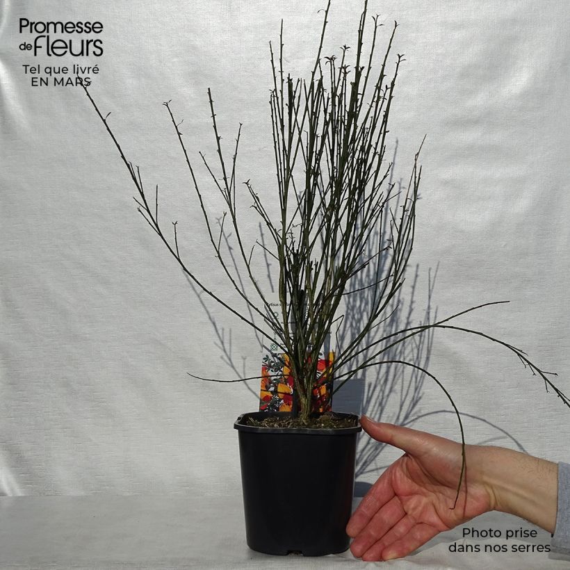 Exemplaar van Cytisus scoparius Andreanus - Brem Pot van 2 l/3 l zoals geleverd in de lente