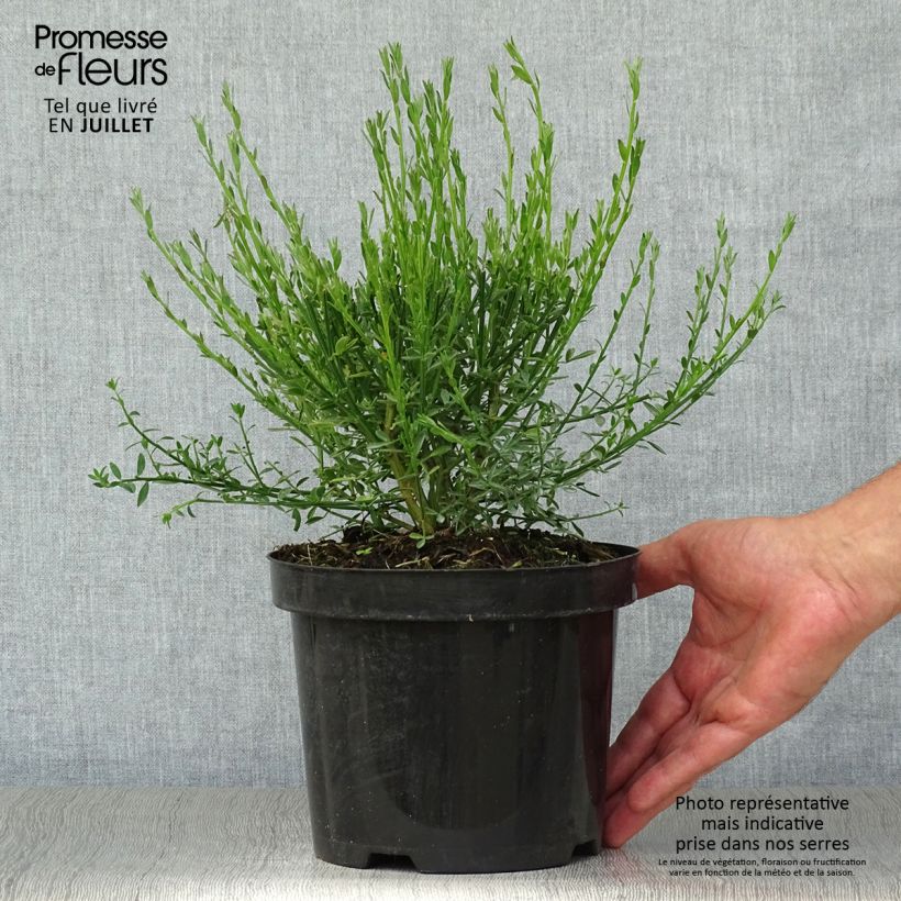 Exemplaar van Cytisus scoparius Burkwoodii - Brem Pot van 2 l/3 l zoals geleverd in de zomer