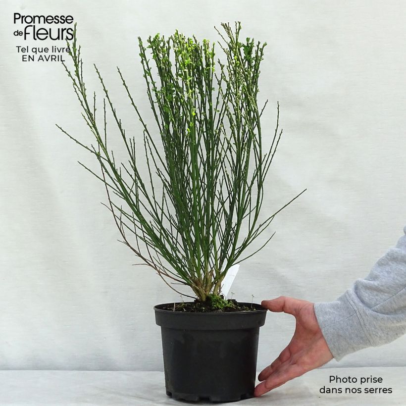 Example of Cytisus scoparius Goldfinch - Brem Pot van 2 l/3 l as you get in printemps