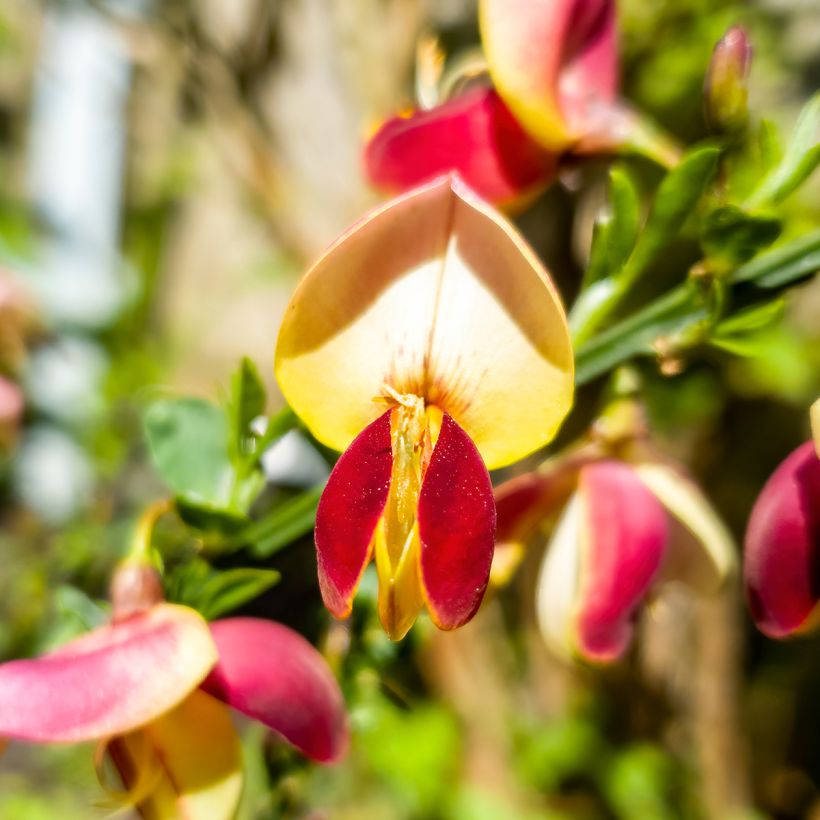 Cytisus scoparius Goldfinch - Brem (Flowering)
