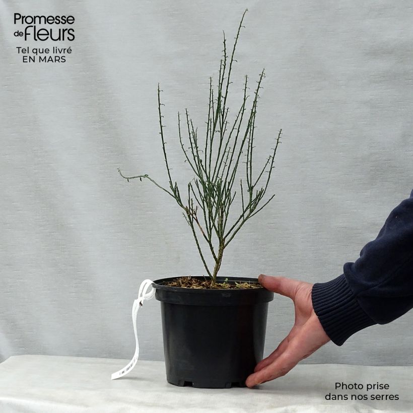 Example of Cytisus scoparius La Coquette - Brem Pot van 2 l/3 l as you get in printemps