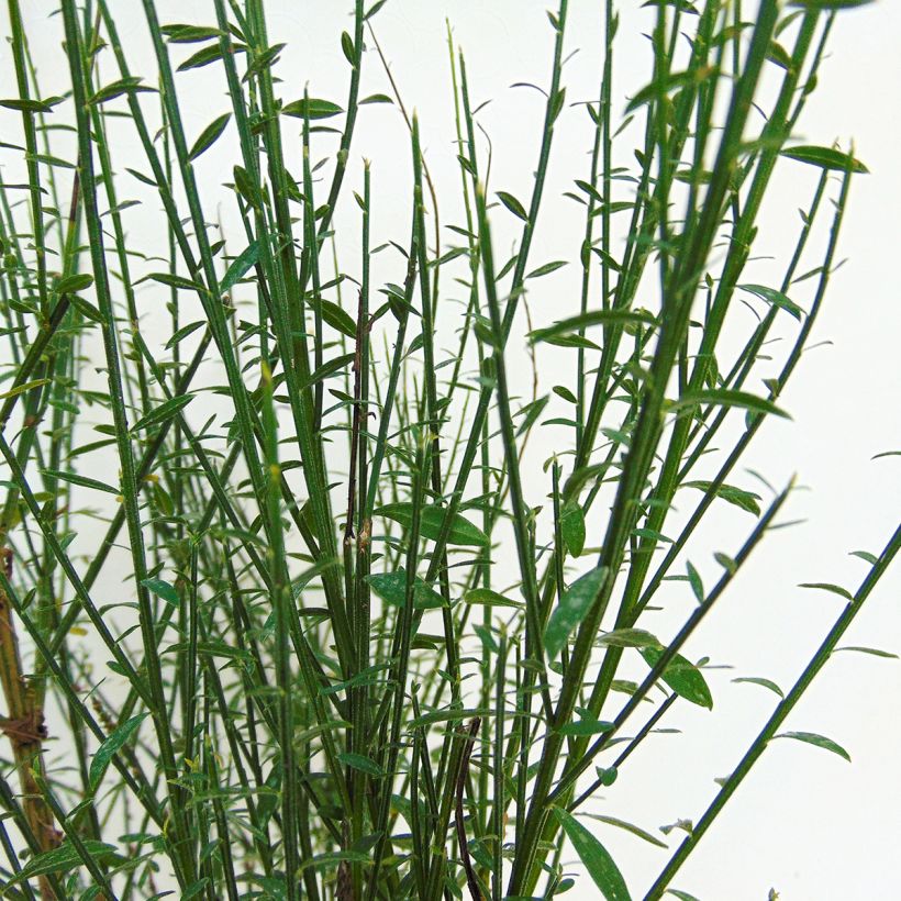 Cytisus scoparius Lena - Brem (Blad)
