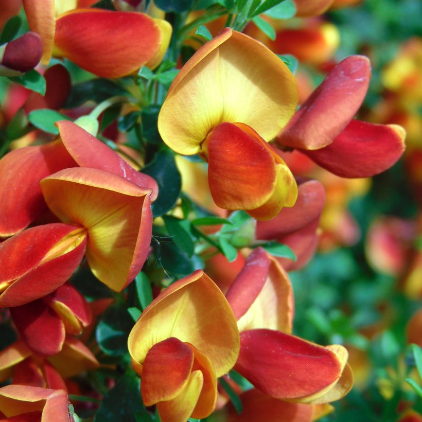 Cytisus scoparius Lena - Brem (Bloei)