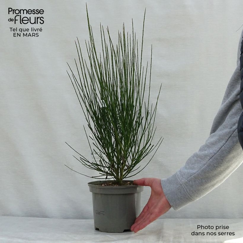 Exemplaar van Cytisus scoparius Lena - Brem Pot van 2 l/3 l zoals geleverd in de lente