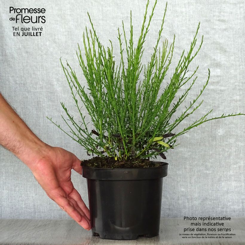 Exemplaar van Cytisus scoparius Lena - Brem Pot van 2 l/3 l zoals geleverd in de zomer