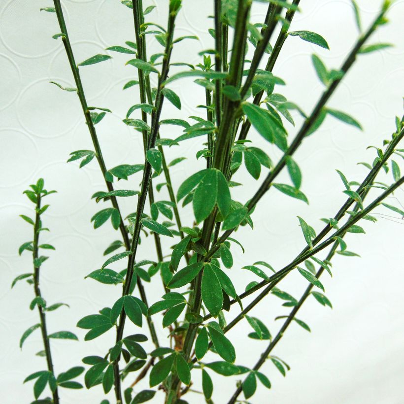 Cytisus scoparius Luna - Brem (Blad)