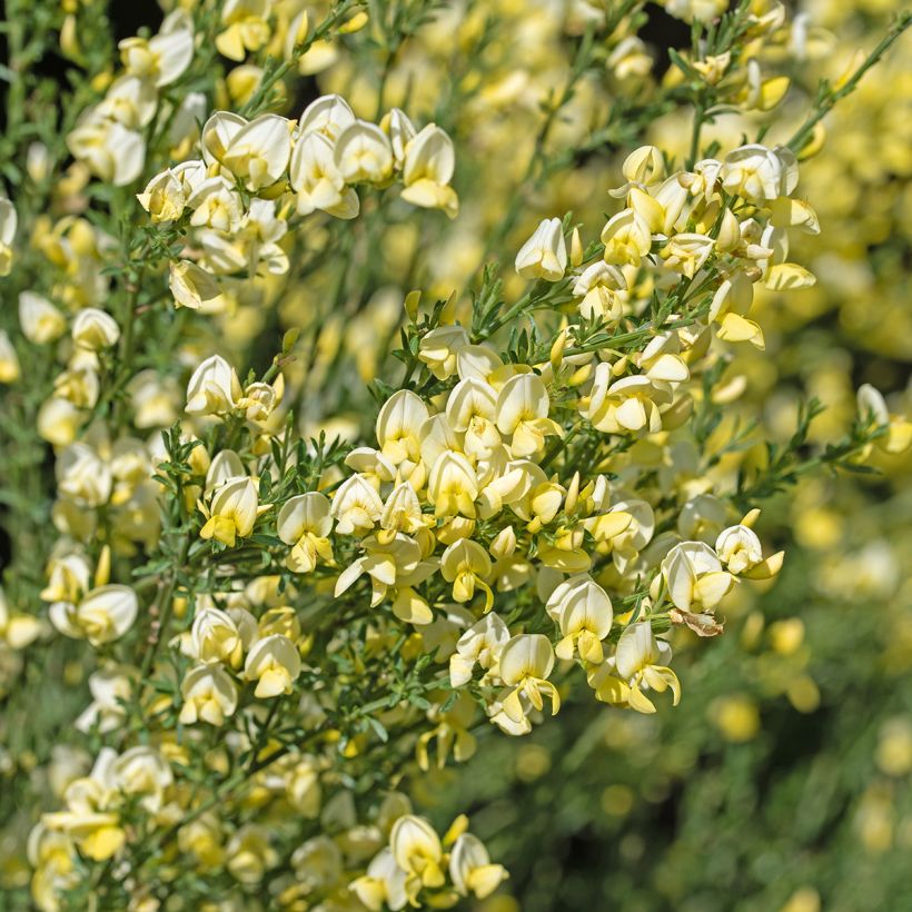 Cytisus scoparius Luna - Brem (Bloei)