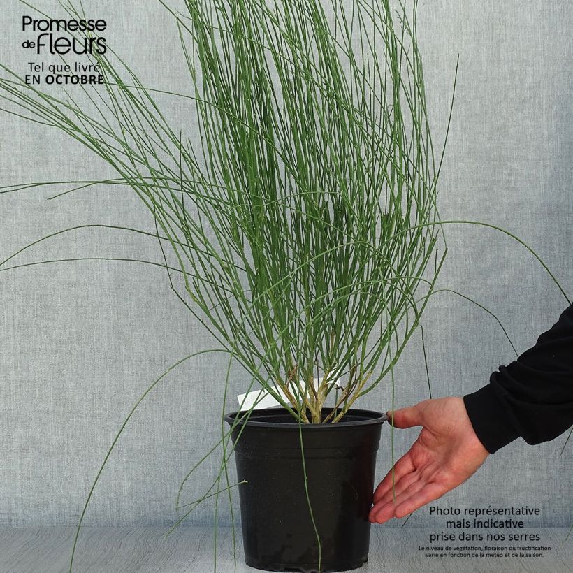 Exemplaar van Cytisus scoparius Moyclare Pink - Brem Pot van 4 l/5 l zoals geleverd in de herfst