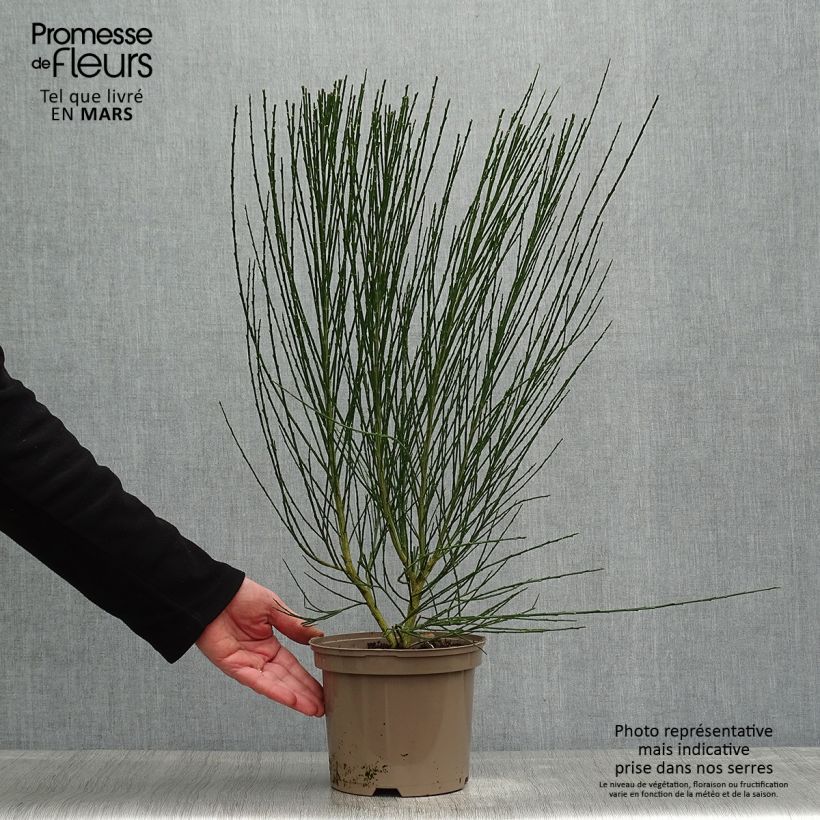 Exemplaar van Cytisus scoparius Roter Favorit - Brem Pot van 2 l/3 l zoals geleverd in de lente