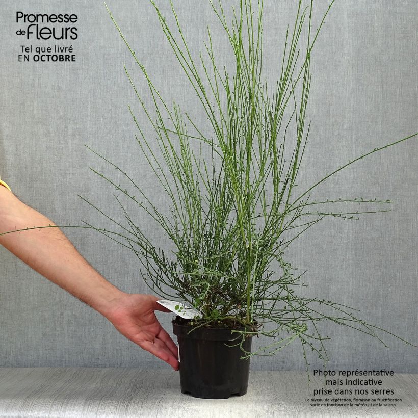Exemplaar van Cytisus scoparius Vanesse - Brem Pot van 2 l/3 l zoals geleverd in de herfst