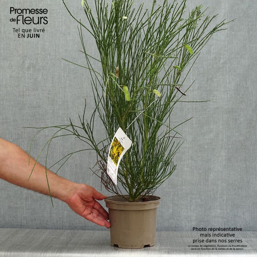 Exemplaar van Cytisus scoparius Vanesse - Brem Pot van 2 l/3 l zoals geleverd in de zomer
