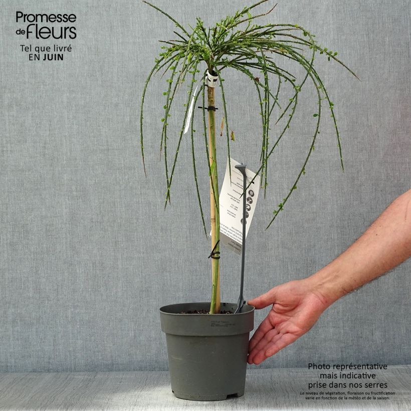 Exemplaar van Cytisus scoparius Golden Tears - Brem Pot van 4 l/5 l, Stengel zoals geleverd in de lente