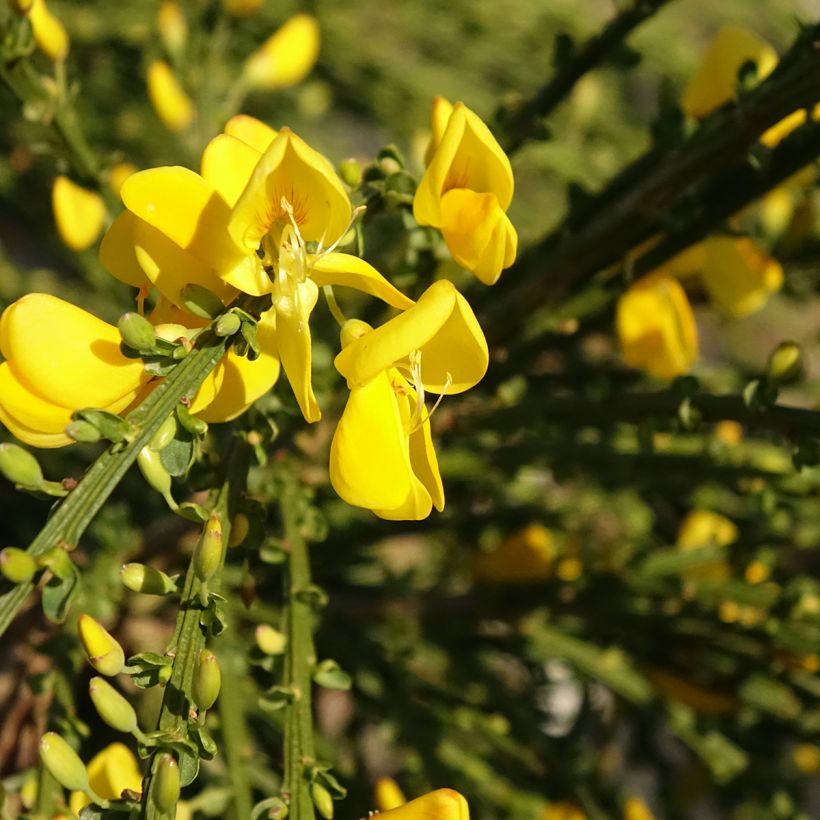 Cytisus scoparius Golden Tears - Brem (Bloei)