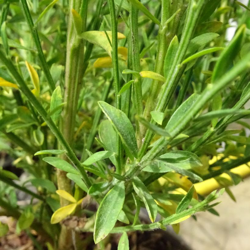 Cytisus scoparius Roter Favorit - Brem (Blad)