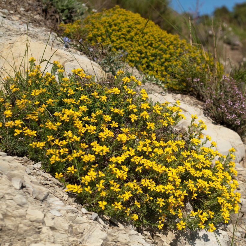 Genista hispanica - Spaanse brem (Plant habit)