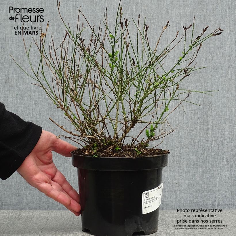 Example of Genista hispanica - Spaanse brem Pot van 2 l/3 l as you get in printemps