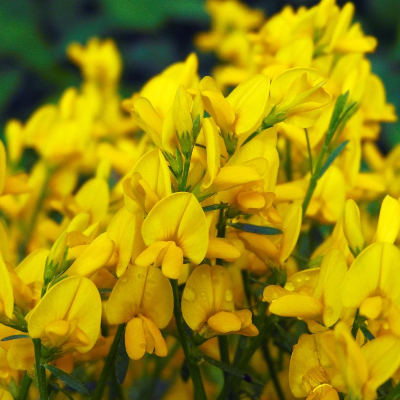Genista lydia - Heidebrem (Bloei)