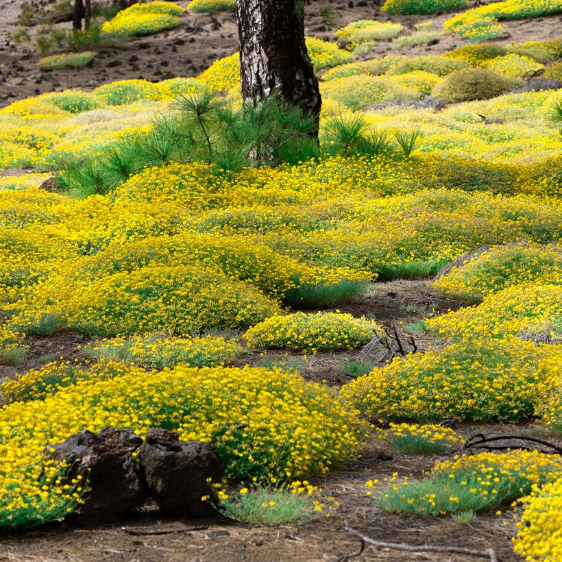 Genista lydia - Heidebrem (Groeiplaats)
